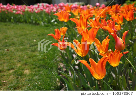 Tulip field 100378807