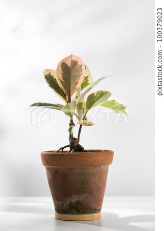 Indian rubber plant Indian rubber plant 100379023