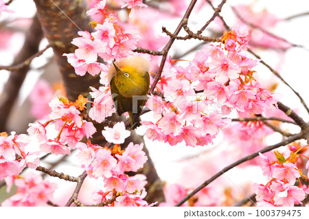 Mejiro and Kawazu cherry tree 100379475