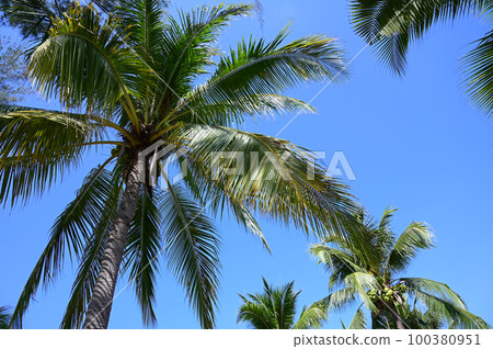coconut trees on beach, natural background coconut trees on beach, natural background 100380951