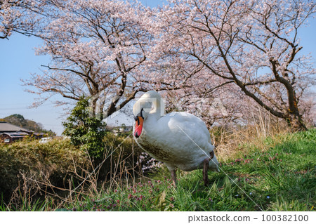 Cherry blossoms in full bloom and mute swans [Sakura in Imai, Shiroi City, Chiba Prefecture] 100382100