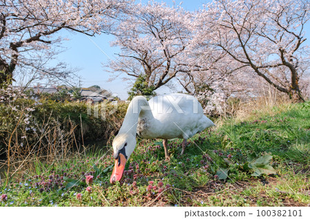 Cherry blossoms in full bloom and mute swans [Sakura in Imai, Shiroi City, Chiba Prefecture] 100382101