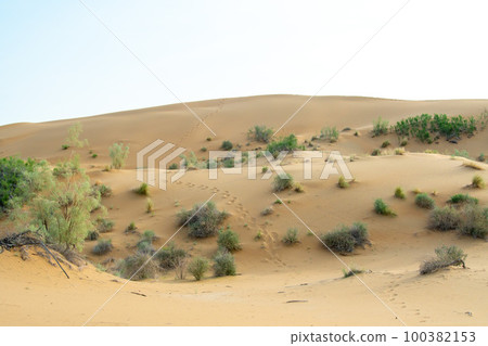 Green flowering bushes grow on the dunes of the Kyzylkum desert in Kazakhstan. Sand dunes in early spring with green grass 100382153