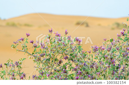 Juicy purple flowers in the desert of Kazakhstan against the backdrop of sand dunes. Bright shrubs in a dry area 100382154