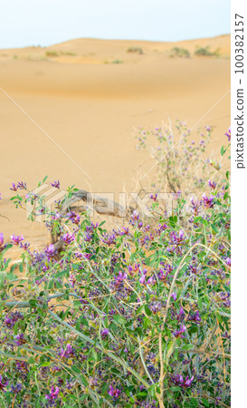 Juicy purple flowers in the desert of Kazakhstan against the backdrop of sand dunes. Bright shrubs in a dry area 100382157