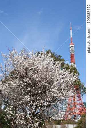 東京鐵塔和櫻花芝公園 100382322