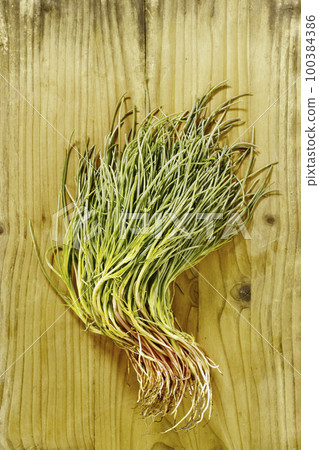 Bunch of saltwort agretti , salsola soda 100384386