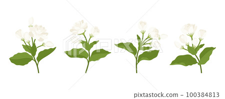 Hand drawn collection of jasmine flower illustration. Hand drawn collection of jasmine flower illustration. 100384813