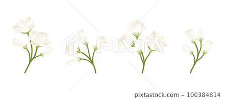 Hand drawn collection of jasmine flower illustration. Hand drawn collection of jasmine flower illustration. 100384814