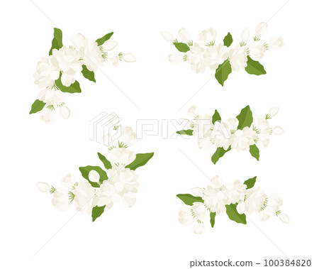 Hand drawn collection of jasmine flower illustration. 100384820