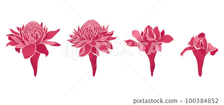 Set of red torch ginger blooming flowers illustration. 100384852