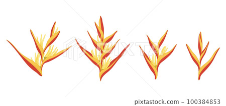 Set of yellow heliconia blooming flowers illustration. 100384853