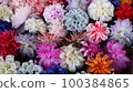 colorful dahlia 100384865