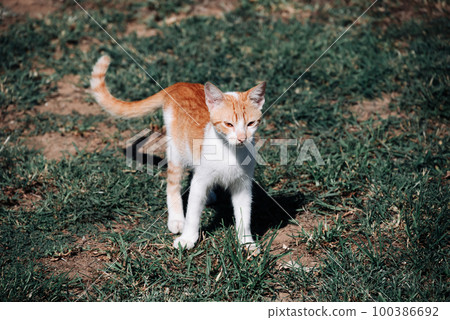 Small Greek Homeless White Red Kitten Looking Into The Distance. Moraitika, Corfu. Small Greek Homeless White Red Kitten Looking Into The Distance. Moraitika, Corfu. 100386692