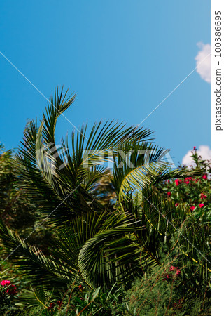 Palms Tops Against Background Of Others Trees and Blue Sky In Moraitika, Corfu, Greece.  100386695