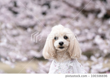 Early blooming cherry blossoms and a smiling Malpu panna bust up Early blooming cherry blossoms and a smiling Malpu panna bust up 100386696