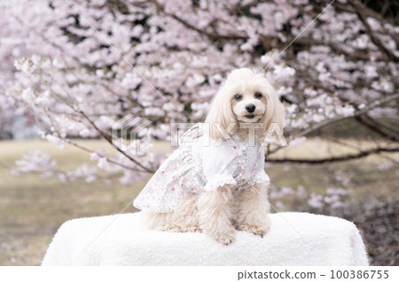 Early-blooming cherry blossoms and smiling Malpu panna Early-blooming cherry blossoms and smiling Malpu panna 100386755