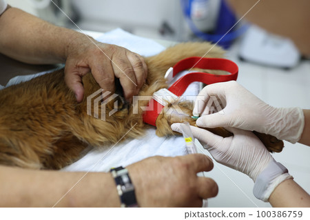 Veterinarian makes injection to cat in veterinary clinic close-up. 100386759