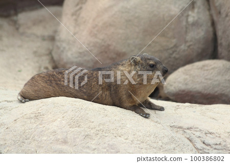 Rock hyrax   (Procavia capensis) 100386802