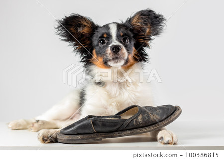 Little puppy of papillon dog playing with old slipper on white background Little puppy of papillon dog playing with old slipper on white background 100386815