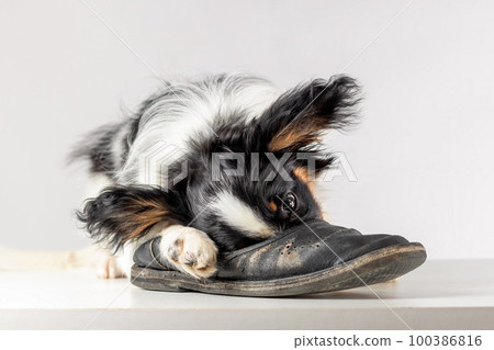 Little puppy of papillon dog chewing old slipper on white background Little puppy of papillon dog chewing old slipper on white background 100386816