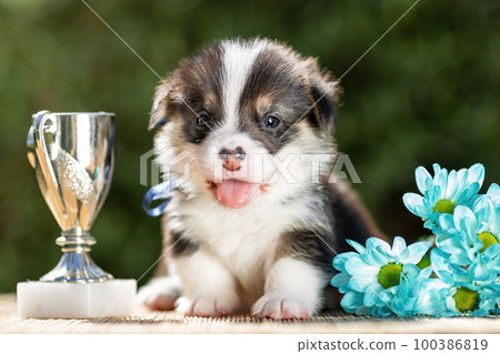 Cute little puppy of welsh corgi pembroke breed dog with winner silver cup and flowers. 100386819