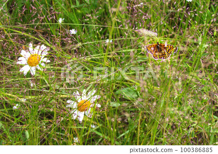 Orange mottled butterfly and daisies in the summer garden on a sunny day. Floral background. Wallpaper. Natural image 100386885