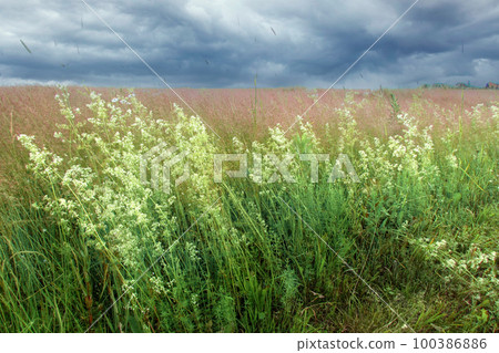 A field with grass and pink flowers in the wind before a thunderstorm under dark rain clouds. Natural background A field with grass and pink flowers in the wind before a thunderstorm under dark rain clouds. Natural background 100386886