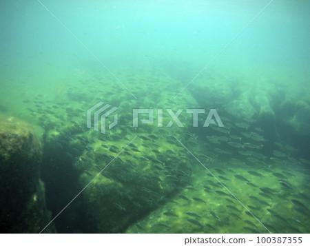 Flock of fish in the sea. Flock of fish in the sea. 100387355