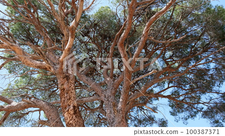 Branches from pine tree Branches from pine tree 100387371