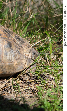 close turtle in the grass close turtle in the grass 100387375