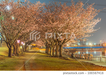 [Kanzakura] Illuminated Hachisuka cherry blossoms in Tokushima Central Park 100387418