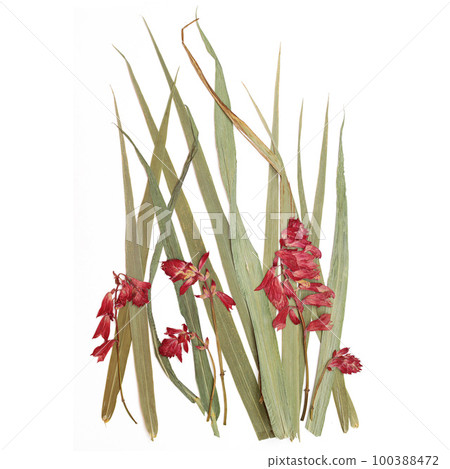 Dried plant, herbarium, oshibana. Green grass and red flowers. Elements on a white background Dried plant, herbarium, oshibana. Green grass and red flowers. Elements on a white background 100388472