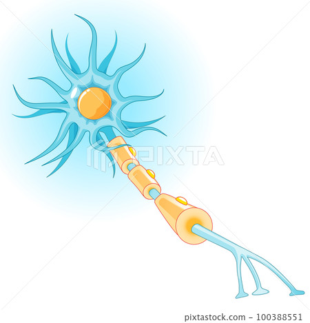 Structure of a typical neuron Structure of a typical neuron 100388551