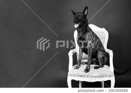 Dutch shepherd on black background studio posing portrait Dutch shepherd on black background studio posing portrait 100388890