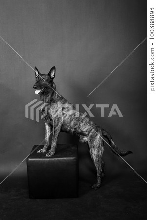 Dutch shepherd on black background studio posing portrait Dutch shepherd on black background studio posing portrait 100388893