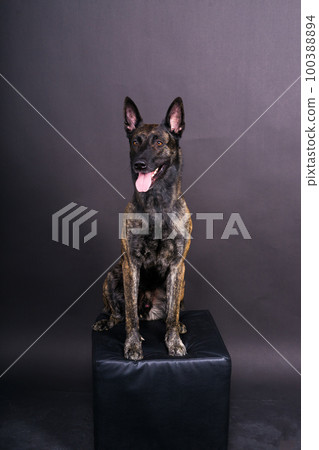 Dutch shepherd on black background studio posing portrait Dutch shepherd on black background studio posing portrait 100388894
