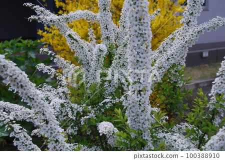 Snow Flower Flower Snow Flower Flower 100388910