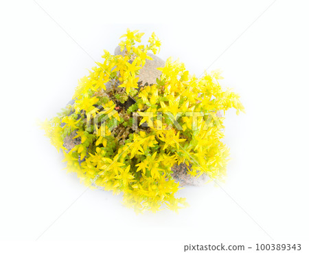 Typical element of rock garden. Succulent (golden blossom) among cobble stones Typical element of rock garden. Succulent (golden blossom) among cobble stones 100389343