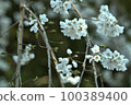 Shirayuki Sakura Ueno Park 100389400