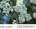 Ueno Park Shirayuki Cherry Blossoms 100389401