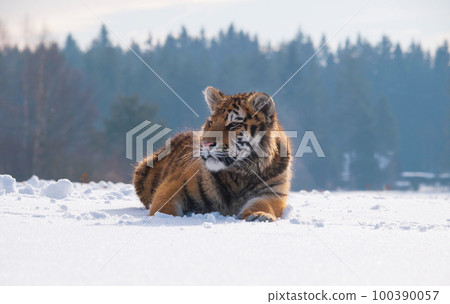 Portrait of siberian tiger resting on the snow in winter. Nature scene from Russia Portrait of siberian tiger resting on the snow in winter. Nature scene from Russia 100390057