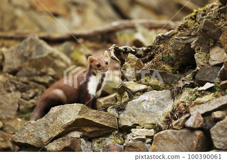 Beech marten. Small predator in the nature habitat. Wildlife scene, Czech republic. Stone marten between stones 100390061