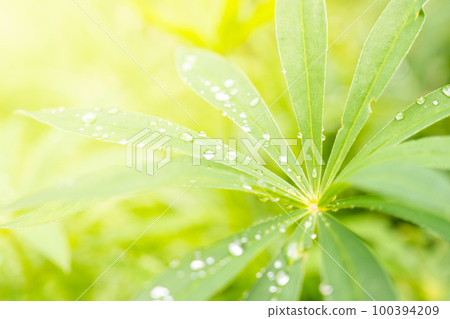 A few dew drops on fresh green leaves A few dew drops on fresh green leaves 100394209