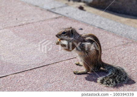 Chipmunk is a cute attraction on Fuerteventura Chipmunk is a cute attraction on Fuerteventura 100394339
