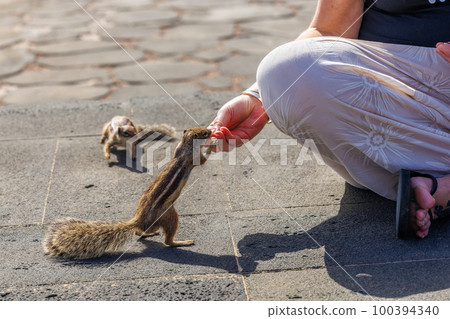 Chipmunk is a cute attraction on Fuerteventura 100394340