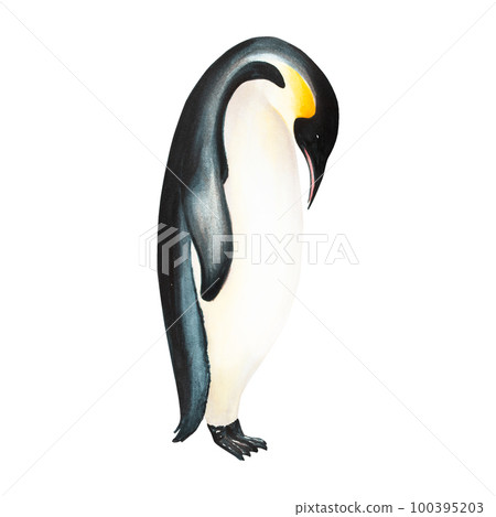 Watercolor king penguin isolated on white background. Hand painting realistic Arctic and Antarctic ocean mammals. For designers, decoration, postcards, wrapping paper, scrapbooking, covers, logos Watercolor king penguin isolated on white background. Hand painting realistic Arctic and Antarctic ocean mammals. For designers, decoration, postcards, wrapping paper, scrapbooking, covers, logos 100395203
