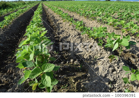 Soybean field Shonai, Yamagata Prefecture 100396391