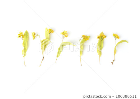 Dry linden flower on white background Dry linden flower on white background 100396511