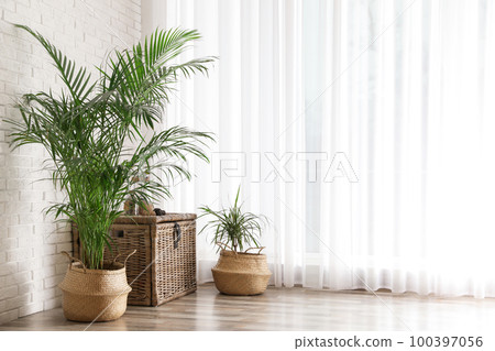 Beautiful green potted plants in stylish room interior. Space for text 100397056